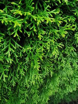 Thuja (Lebensbaum) Bio-Qualität zum Räuchern